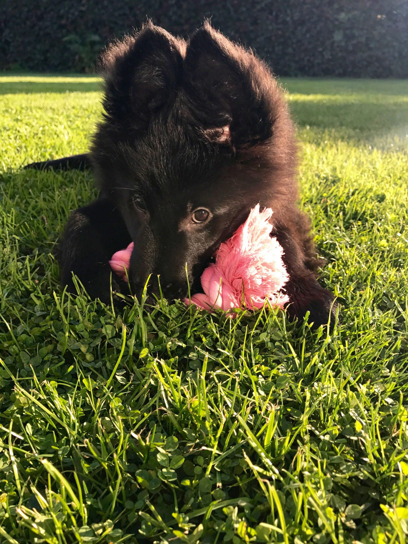 Lúa, protagonista de nuestra web